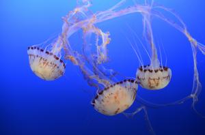 Underwater Ballet Of The Jellyfish 3